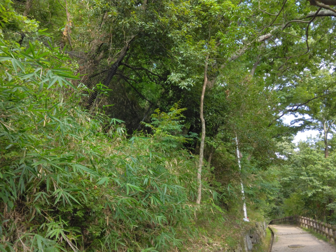 枚岡公園落石危険箇所対策工事